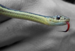 Read more about the article Snake Bites: The Top Do’s and Don’ts for Immediate Response