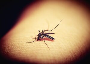 Read more about the article Dengue Cases on the Rise in India: Health Ministry Takes Action